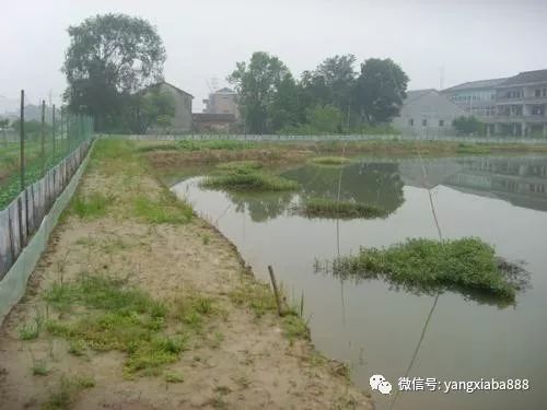 龍蝦養(yǎng)殖技術(shù)服務亂象 多少人在假借技術(shù)之名行推銷之實